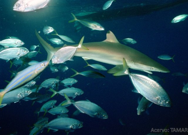 Carcharhinus signatus (Machote)